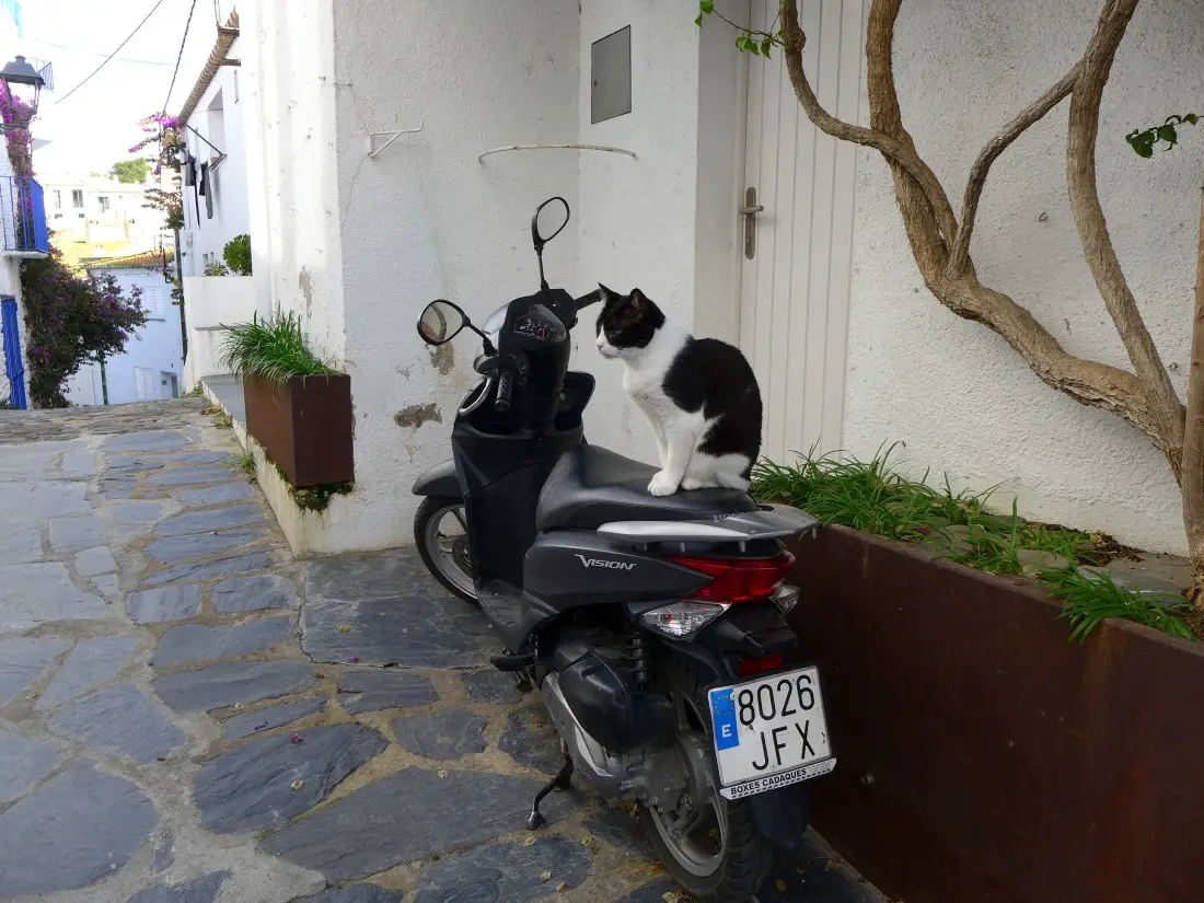 Auch Katzen mögen Motorräder